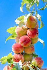 L’arbre fruitier en colonne : une bonne idée déco et jardinage ! 